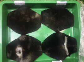 mahasiswa-ipb-buat-masker-anti-polusi-dari-limbah-tempurung-kelapa-news