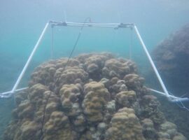 mahasiswa-ipb-deteksi-terumbu-karang-dengan-metode-akustik-news