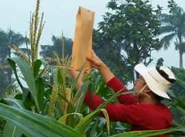 mahasiswa-ipb-gencarkan-penelitian-jagung-pulut-news