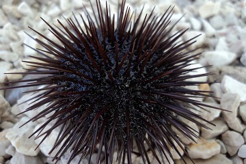 mahasiswa-ipb-manfaatkan-cangkang-bulu-babi-untuk-solusi-tulang-lansia-news