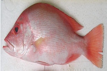 mahasiswa-ipb-manfaatkan-kulit-ikan-kakap-merah-sebagai-bahan-sabun-dan-pembersih-wajah-news