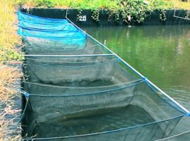 mahasiswa-ipb-manfaatkan-kunyit-dan-hormon-untuk-produktivitas-telur-ikan-nilem-news