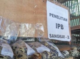 mahasiswa-ipb-manfaatkan-sari-belimbing-wuluh-untuk-peningkat-produktivitas-telur-puyuh-news