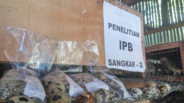 mahasiswa-ipb-manfaatkan-sari-belimbing-wuluh-untuk-peningkat-produktivitas-telur-puyuh-news