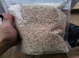 mahasiswa-ipb-manfaatkan-sorgum-untuk-bioplastik-news