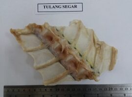 mahasiswa-ipb-manfaatkan-tulang-ikan-tuna-untuk-bahan-penyerap-fluoride-news