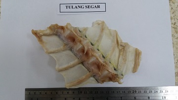 mahasiswa-ipb-manfaatkan-tulang-ikan-tuna-untuk-bahan-penyerap-fluoride-news