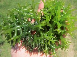 mahasiswa-ipb-optimalkan-produksi-rumput-laut-menggunakan-metode-vacuum-drying-news