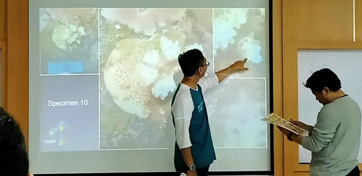 mahasiswa-ipb-university-belajar-identifikasi-terumbu-karang-news