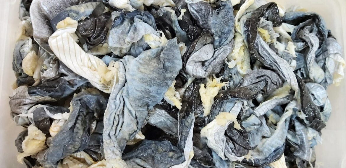 mahasiswa-ipb-university-buat-lem-dari-kulit-ikan-patin-news