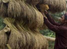 mahasiswa-ipb-university-dulu-petani-kasepuhan-ciptagelar-bisa-baca-pola-musim-tanam-sekarang-tidak-news