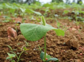 mahasiswa-ipb-university-gagas-investani-aplikasi-permodalan-tanpa-bunga-untuk-petani-news