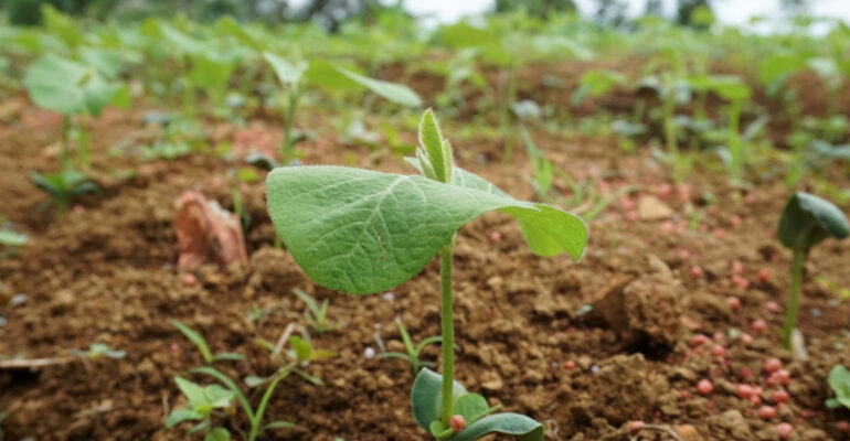 mahasiswa-ipb-university-gagas-investani-aplikasi-permodalan-tanpa-bunga-untuk-petani-news