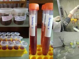 mahasiswa-ipb-university-kombinasi-teh-putih-teh-hitam-dan-teh-hijau-atasi-kanker-payudara-news