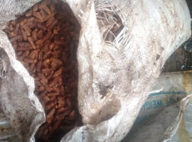 mahasiswa-ipb-university-manfaatkan-biji-kurma-sebagai-antidiabetes-news