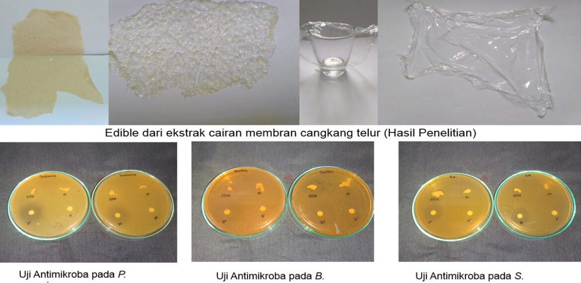 mahasiswa-ipb-university-manfaatkan-cangkang-telur-sebagai-pengawet-alami-pada-tahu-news