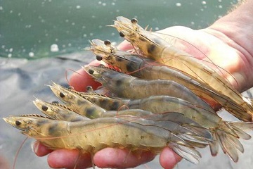 mahasiswa-pascasarjana-ipb-buat-pakan-artemia-berprobiotik-untuk-larva-udang-vaname-news