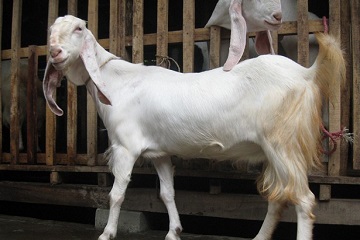 manfaatkan-jangkrik-sebagai-alternatif-pakan-kambing-etawah-news