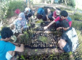mangrove