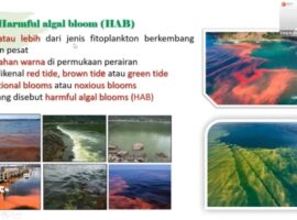 mengenal-fenomena-harmful-algal-bloom-hab-dan-dampaknya-terhadap-kelautan-indonesia-news