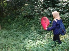 menilik-keragaman-kupu-kupu-di-ipb-news