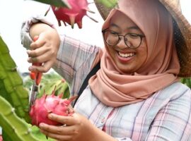 meriahnya-festival-buah-naga-di-sabisa-farm-ipb-news