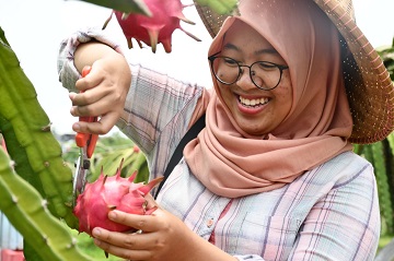 meriahnya-festival-buah-naga-di-sabisa-farm-ipb-news