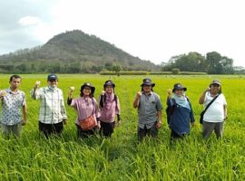 padi-ipb-3s-berpotensi-menghasilkan-11-ton-per-hektar-di-jember-news