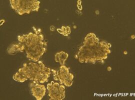 pakar-ipb-buktikan-sel-punca-untuk-anti-aging-news