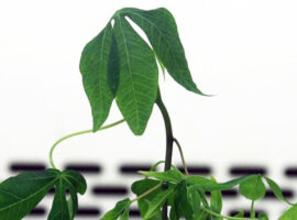 pakar-ipb-inovasikan-bibit-ubi-kayu-yang-bebas-virus-news