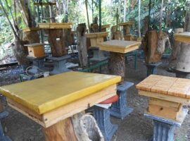 pakar-ipb-teliti-aktivitas-teuweul-omas-lebah-tak-bersengat-penghasil-madu-news