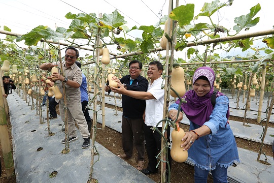 panen-perdana-butternut-squash-dan-kedelai-edamame-petani-binaan-ipb-news