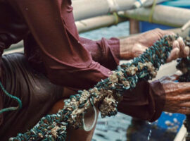 panen-terancam-mahasiswa-ipb-university-gunakan-teknik-tancap-guna-tingkatkan-produksi-kerang-news