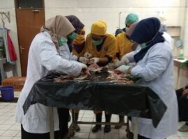 para-calon-dokter-hewan-ipb-ikuti-pelatihan-vaksin-dan-nekropsi-pada-ayam-news
