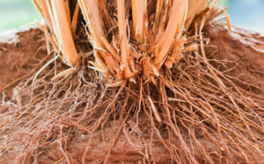 para-dosen-ipb-university-bahas-vetiver-usulkan-kombinasi-dengan-tanaman-lain-news