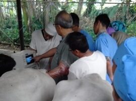 pelatihan-untuk-reproduksi-ruminansia-bersama-ipb-dan-pdhi-cabang-jawa-barat-ii-news