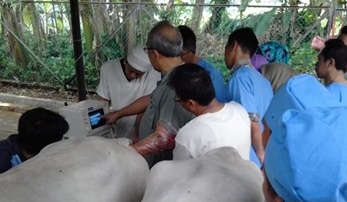 pelatihan-untuk-reproduksi-ruminansia-bersama-ipb-dan-pdhi-cabang-jawa-barat-ii-news