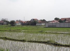 pemberian-bakteri-tingkatkan-ketersediaan-nitrogen-di-tanah-news