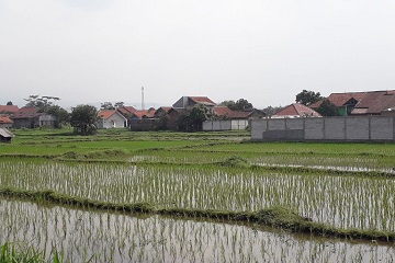 pemberian-bakteri-tingkatkan-ketersediaan-nitrogen-di-tanah-news