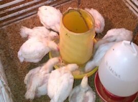 peneliti-ipb-atasi-stres-ayam-broiler-dengan-kombinasi-vitamin-dan-mineral-news