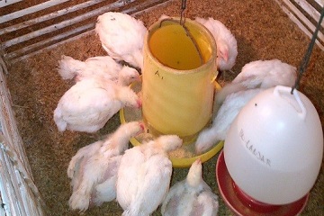 peneliti-ipb-atasi-stres-ayam-broiler-dengan-kombinasi-vitamin-dan-mineral-news