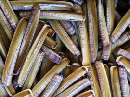 peneliti-ipb-buat-minuman-fungsional-dari-kerang-pisau-news