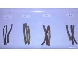 peneliti-ipb-buat-snack-untuk-wanita-sindrom-pramenstruasi-news