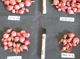 peneliti-ipb-ciptakan-budidaya-bawang-merah-menggunakan-irigasi-spray-hose-news