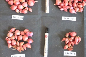 peneliti-ipb-ciptakan-budidaya-bawang-merah-menggunakan-irigasi-spray-hose-news