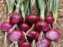 peneliti-ipb-dan-dewan-bawang-nasional-tingkatkan-produksi-bawang-merah-nasional-news