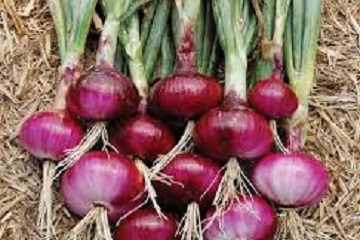 peneliti-ipb-dan-dewan-bawang-nasional-tingkatkan-produksi-bawang-merah-nasional-news