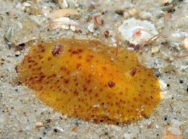 peneliti-ipb-ekstrak-antioksidan-dari-lintah-laut-asal-perairan-kepulauan-belitung-news