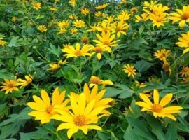 peneliti-ipb-gali-potensi-daun-kipahit-sebagai-penurun-demam-news