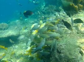 peneliti-ipb-giant-sea-wall-dan-implikasinya-bagi-ekosistem-terumbu-karang-teluk-jakarta-news